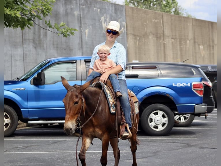 Mule Gelding 15 years 14 hh Bay in Brooksville Ky