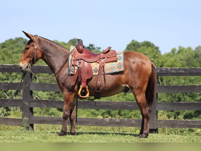Mule Gelding 15 years 14 hh Bay in Brooksville Ky