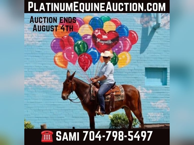 Mule Gelding 15 years 14 hh Bay in Brooksville Ky