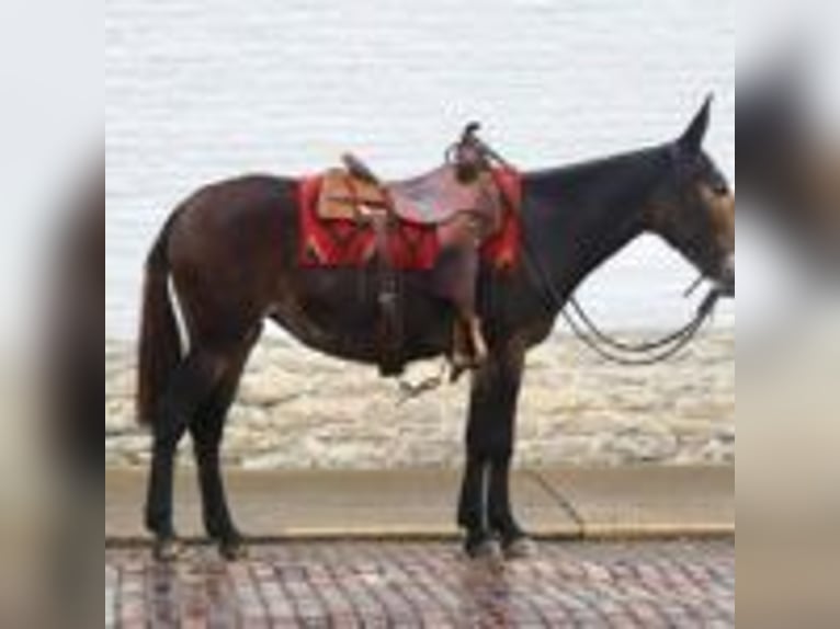 Mule Gelding 15 years 15.1 hh Black in Brooksville Ky
