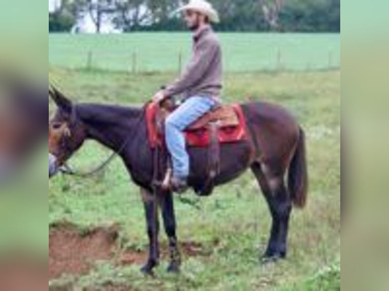 Mule Gelding 15 years 15.1 hh Black in Brooksville Ky