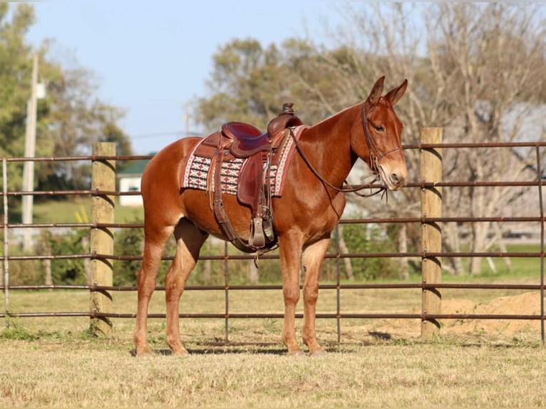 Mule Gelding 15 years 15 hh Chestnut in Brooksville Ky