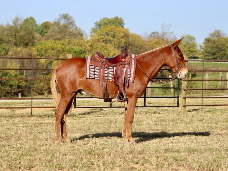 Mule Gelding 15 years 15 hh Chestnut in Brooksville Ky