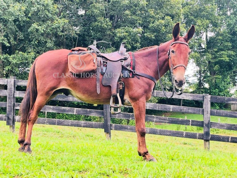 Mule Gelding 15 years 15 hh Sorrel in Tompkinsville, ky