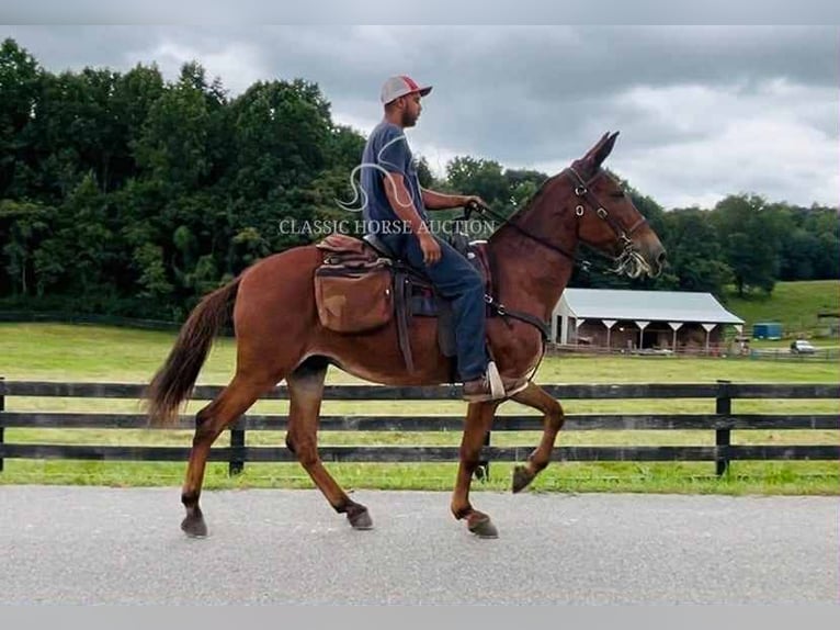 Mule Gelding 15 years 15 hh Sorrel in Tompkinsville, ky