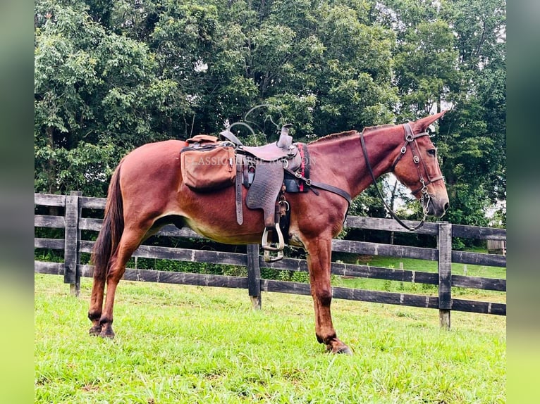 Mule Gelding 15 years 15 hh Sorrel in Tompkinsville, ky