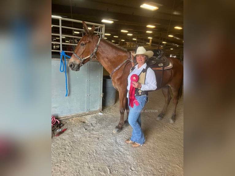 Mule Gelding 15 years 15 hh Sorrel in Tompkinsville, ky