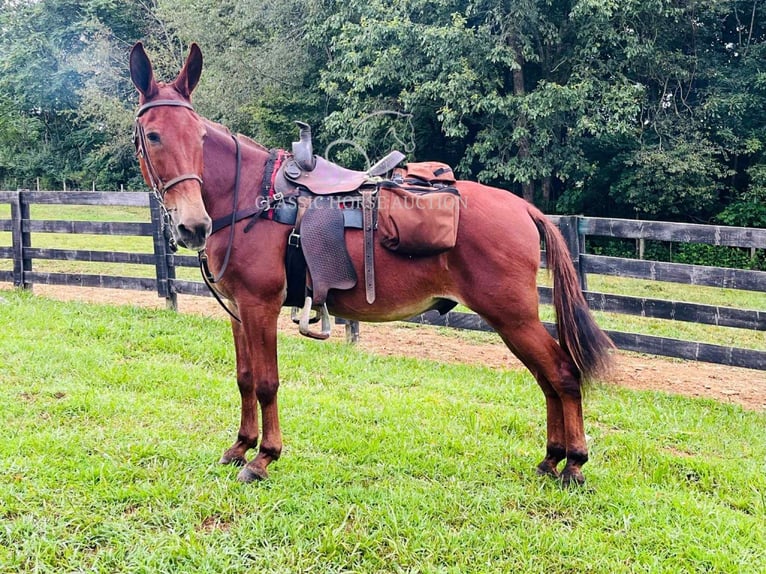 Mule Gelding 15 years 15 hh Sorrel in Tompkinsville, ky