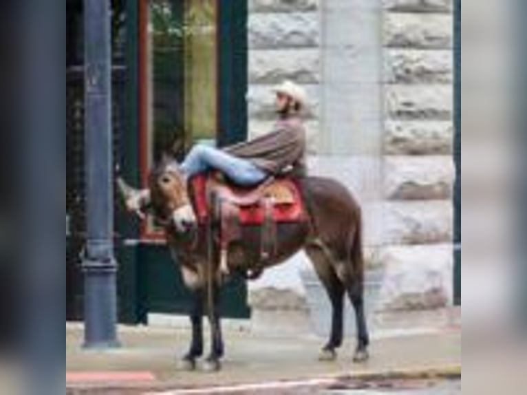 Mule Gelding 15 years 15,1 hh Black in Brooksville Ky