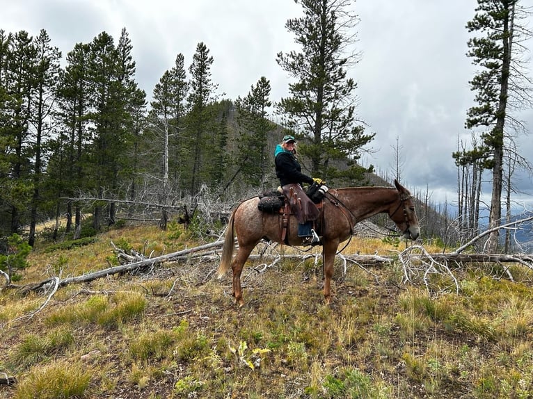 Mule Gelding 15 years 15,2 hh Sorrel in Hastings