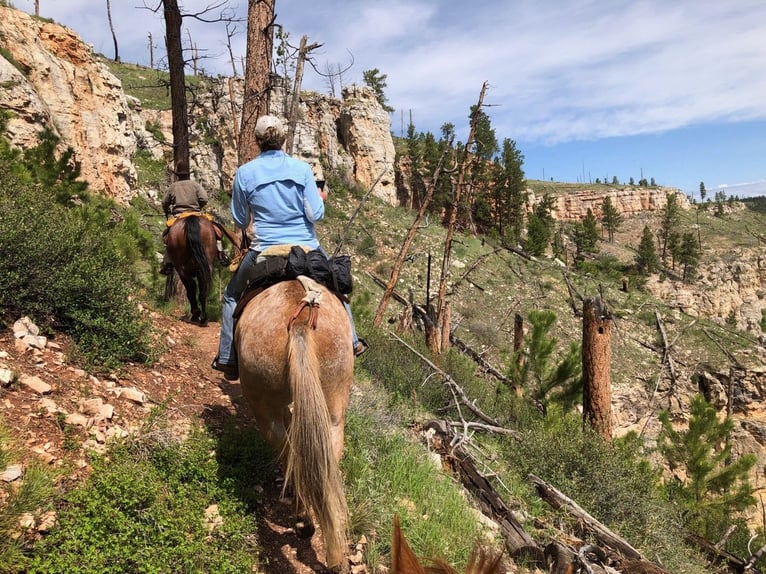 Mule Gelding 15 years 15,2 hh Sorrel in Hastings