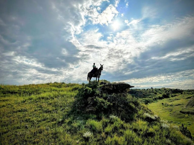 Mule Gelding 15 years 15,2 hh Sorrel in Hastings