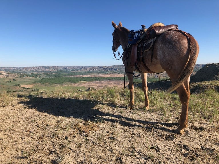 Mule Gelding 15 years 15,2 hh Sorrel in Hastings