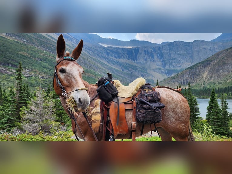 Mule Gelding 15 years 15,2 hh Sorrel in Hastings