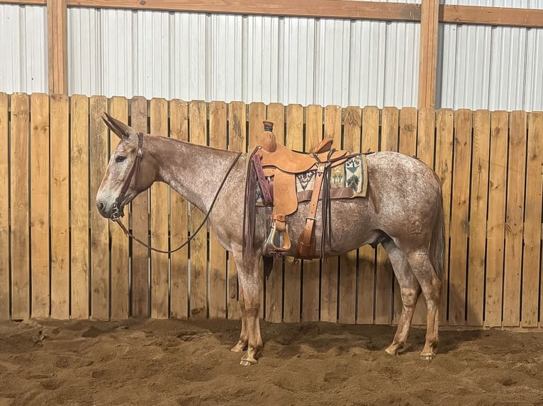 Mule Gelding 15 years 15,2 hh Sorrel in Hastings