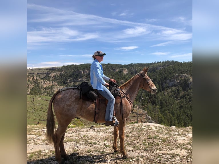 Mule Gelding 15 years 15,2 hh Sorrel in Hastings