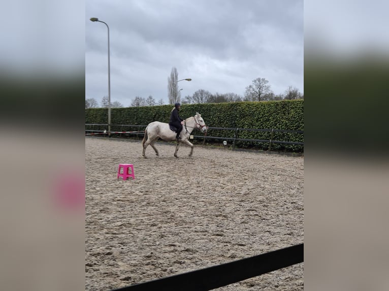 Mule Gelding 15 years 17 hh Gray in Aalten