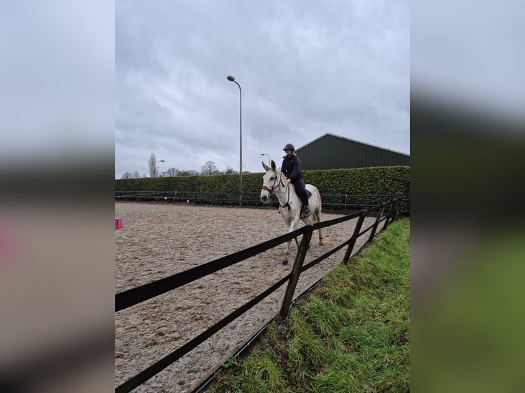 Mule Gelding 15 years 17 hh Gray in Aalten