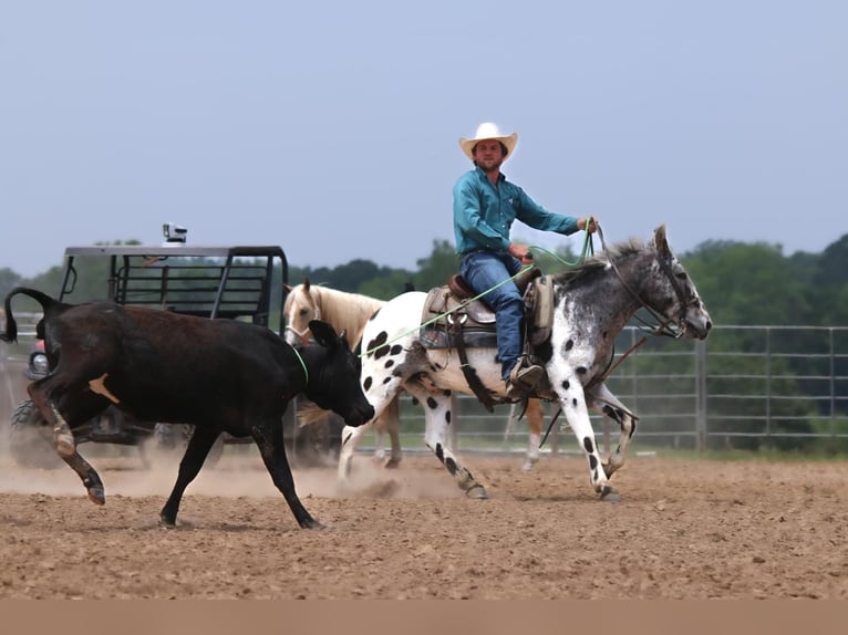 Mule Gelding 15 years in Carthrage, TX