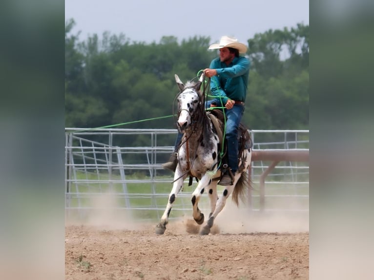 Mule Gelding 15 years in Carthrage, TX