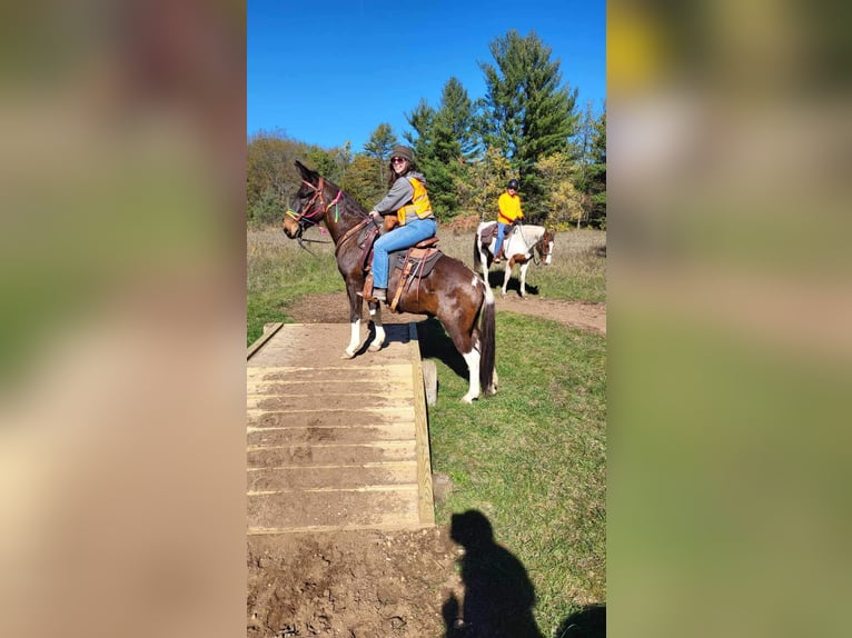 Mule Gelding 16 years 13,2 hh Pinto in Woodville