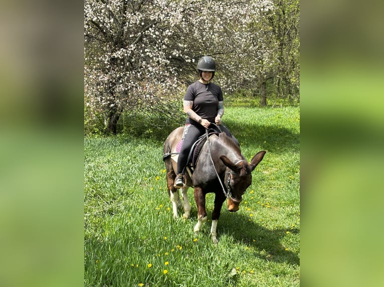 Mule Gelding 16 years 13,2 hh Pinto in Woodville