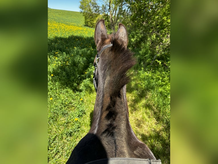 Mule Gelding 16 years 13,2 hh Pinto in Woodville