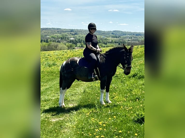 Mule Gelding 16 years 13,2 hh Pinto in Woodville