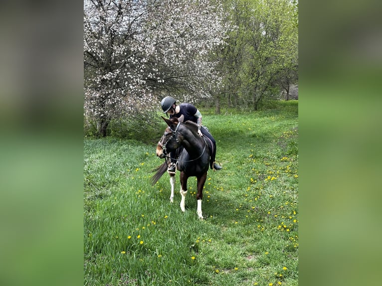 Mule Gelding 16 years 13,2 hh Pinto in Woodville
