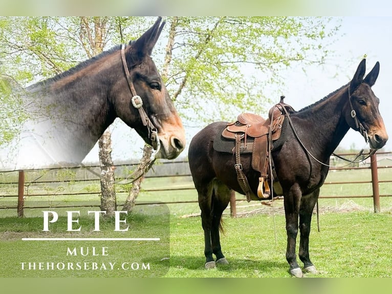 Mule Gelding 16 years 14.3 hh Bay in Houston, MO