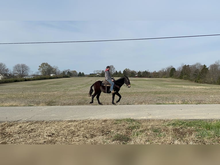 Mule Gelding 16 years 14 hh Black in Moscow