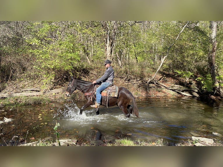 Mule Gelding 16 years 14 hh Black in Moscow