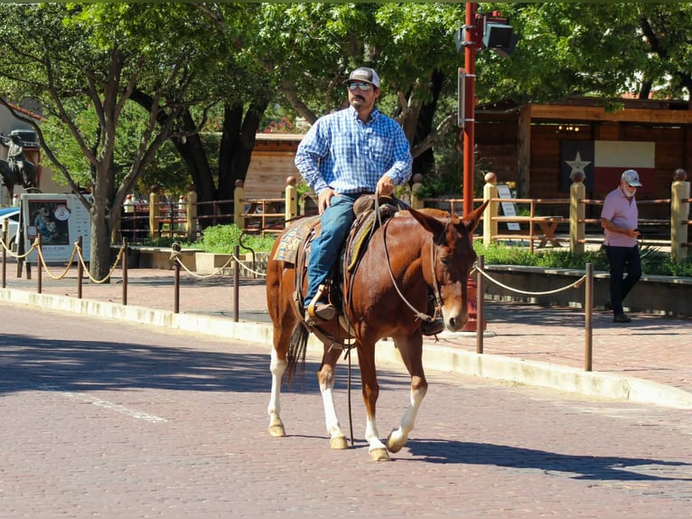 Mule Gelding 16 years 14 hh Sorrel in Whitesboro