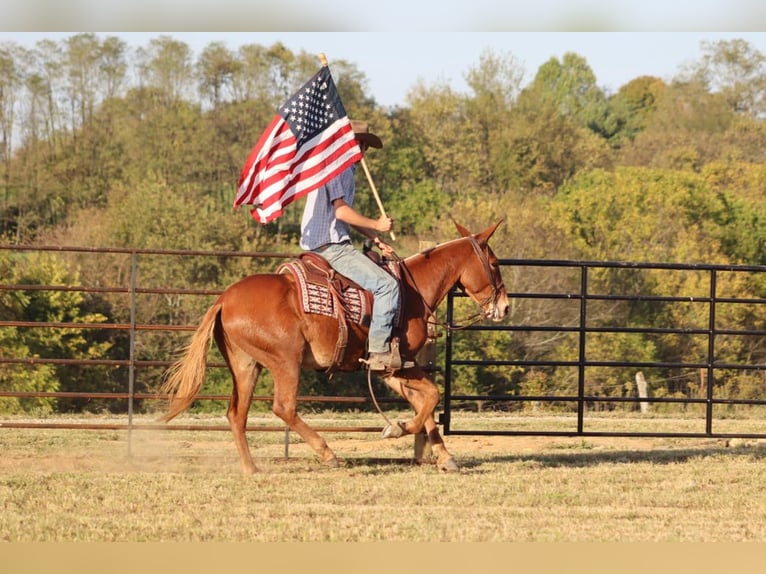 Mule Gelding 16 years 15 hh in Brooksville Ky