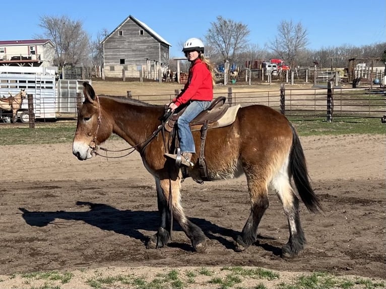 Mule Gelding 16 years Bay in Libson IA