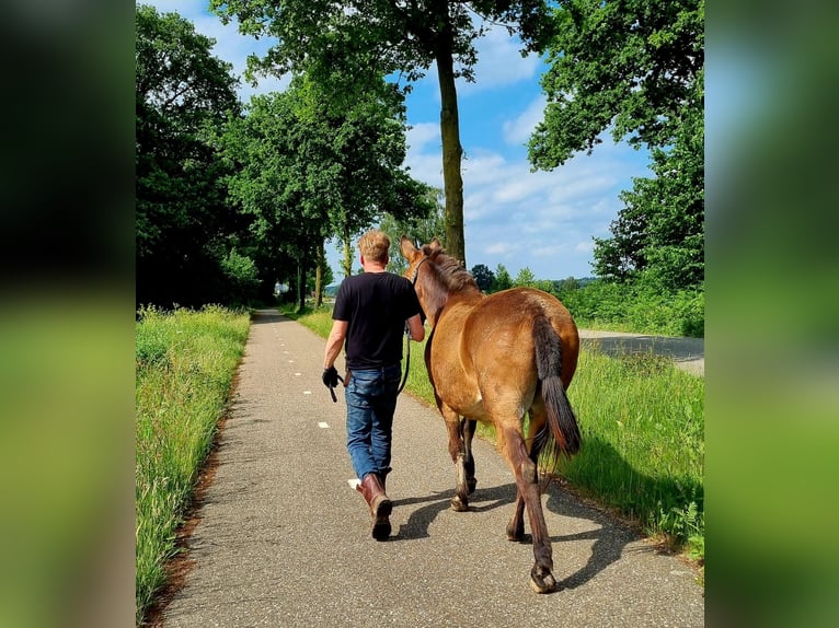 Mule Gelding 17 years 14.2 hh Brown in Aalten