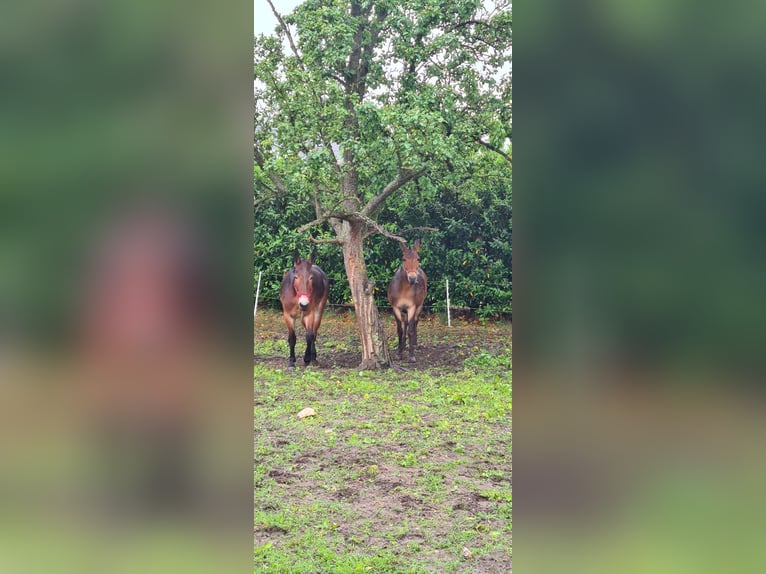 Mule Gelding 17 years 14.2 hh Brown in Aalten