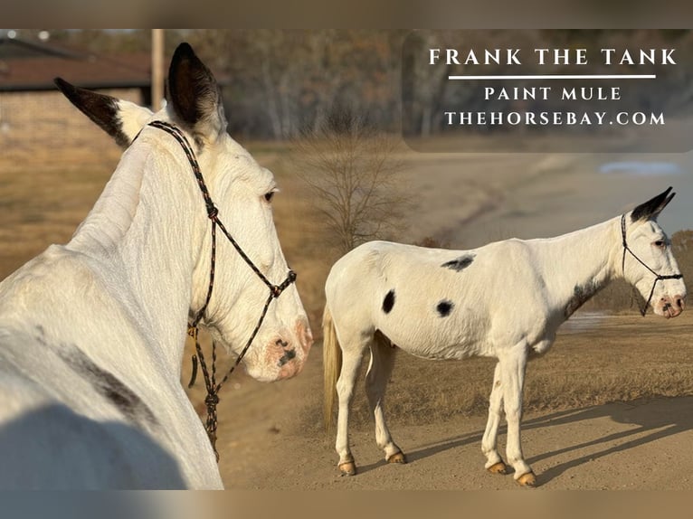 Mule Gelding 17 years 14 hh White in Fort Towson, OK