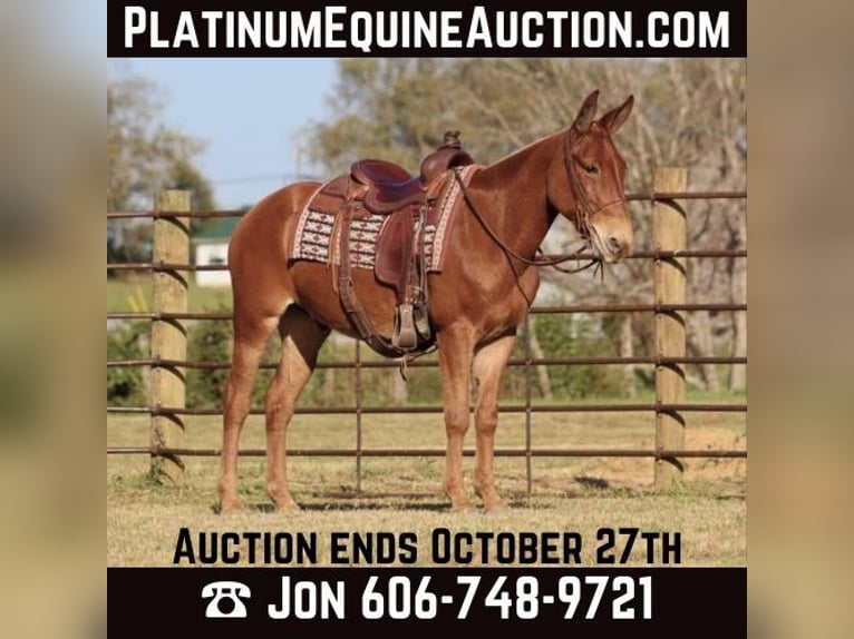 Mule Gelding 17 years 15 hh Chestnut in Brooksville Ky