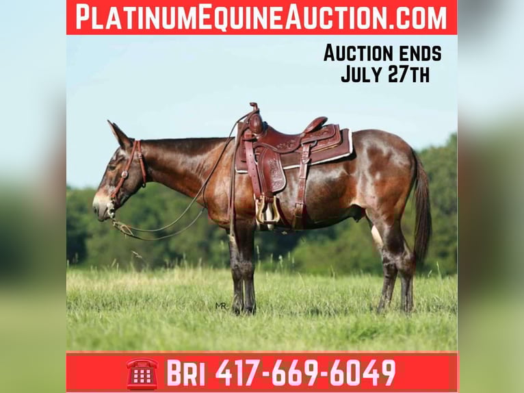 Mule Gelding 18 years 14,1 hh Bay in Everton, MO