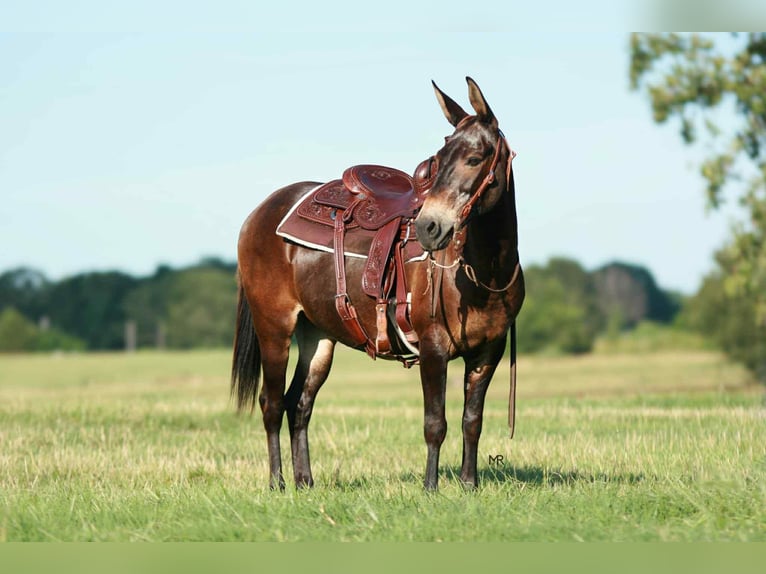 Mule Gelding 18 years 14,1 hh Bay in Everton, MO