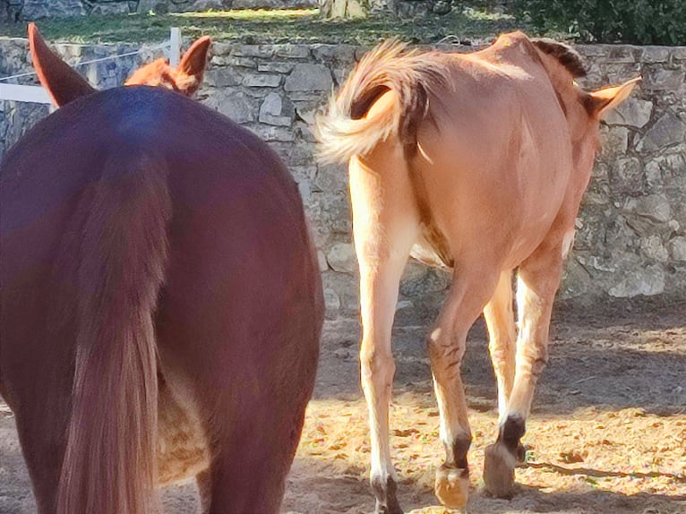 Mule Gelding 18 years 15,2 hh Buckskin in Jerez de la Frontera