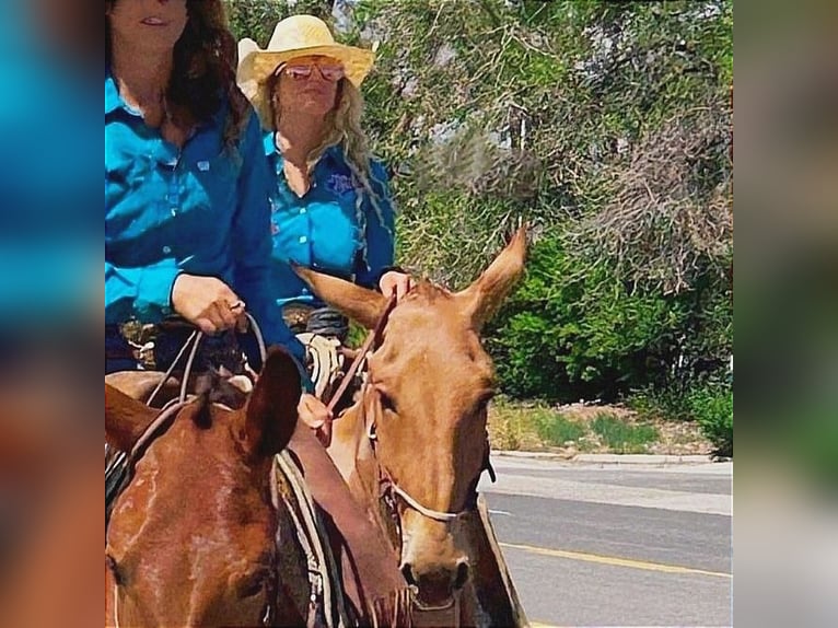 Mule Gelding 18 years 15,2 hh Buckskin in Jerez de la Frontera