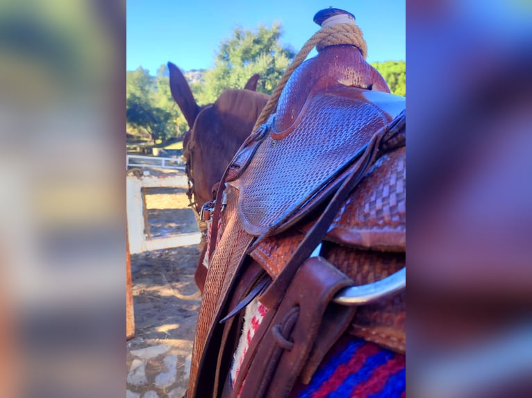 Mule Gelding 18 years 15,2 hh Buckskin in Jerez de la Frontera