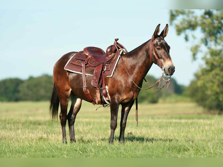 Mule Gelding 19 years 14,1 hh Bay in Everton, MO
