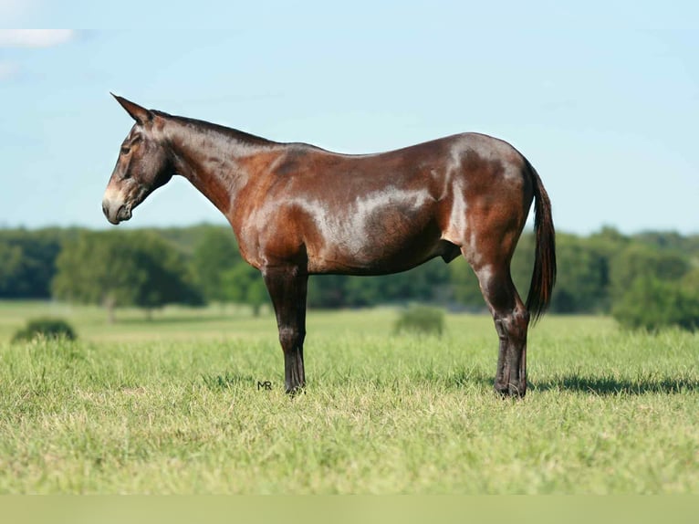 Mule Gelding 19 years 14,1 hh Bay in Everton, MO