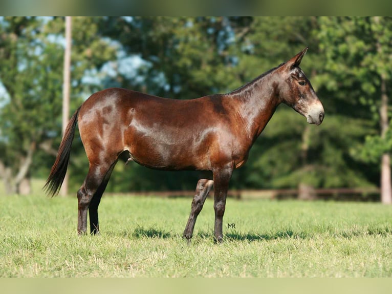 Mule Gelding 19 years 14,1 hh Bay in Everton, MO