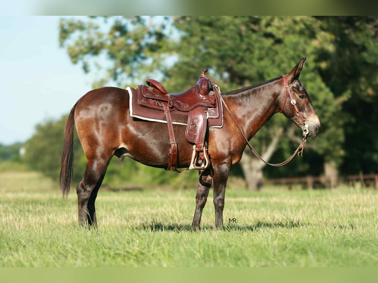 Mule Gelding 19 years 14,1 hh Bay in Everton, MO