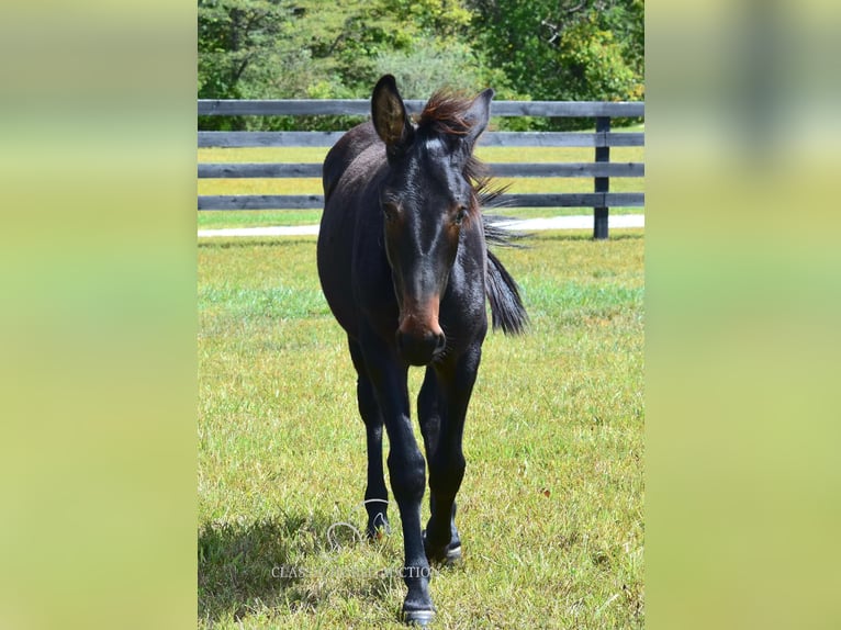 Mule Gelding 1 year 13 hh Bay in Pendleton, ky