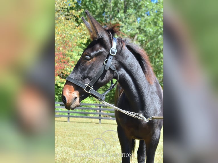 Mule Gelding 1 year 13 hh Bay in Pendleton, ky